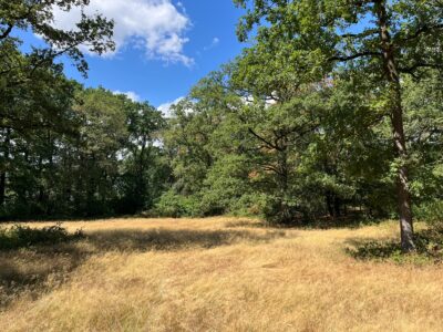 Trockene Wiese mit dichtem Laubwald unter blauem Himmel
